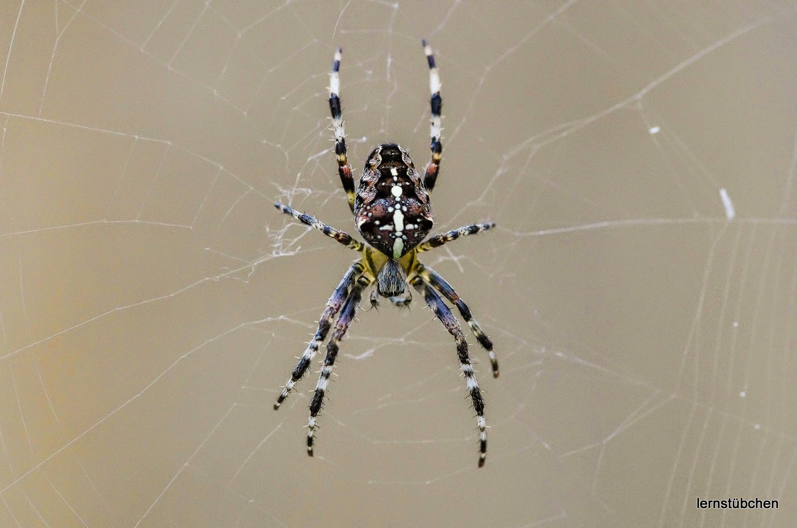 Spinne im Netz.jpeg